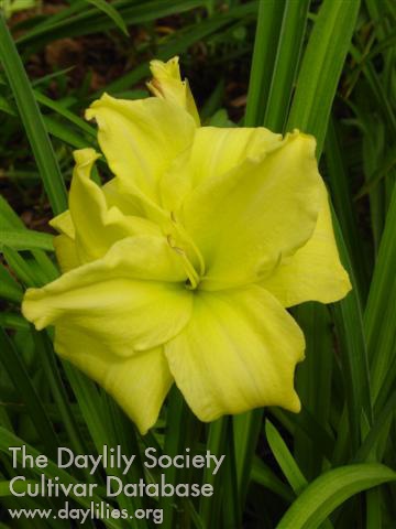 Daylily Double Cutie